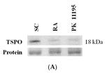 TSPO Antibody in Western Blot (WB)