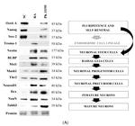 NeuroD1 Antibody in Western Blot (WB)