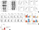 T-bet Antibody in Flow Cytometry (Flow)