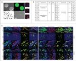 Nestin Antibody in Immunohistochemistry (IHC)