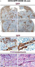 Endomucin Antibody in Immunohistochemistry (IHC)