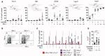 CD366 (TIM3) Antibody in Flow Cytometry (Flow)