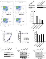 IgM Antibody in Flow Cytometry (Flow)