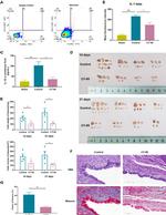 IL-1 beta (Pro-form) Antibody in Flow Cytometry (Flow)