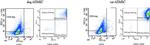 CD90 (Thy-1) Antibody in Flow Cytometry (Flow)