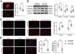 Occludin Antibody in Western Blot, Immunohistochemistry (WB, IHC)