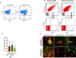 TER-119 Antibody in Flow Cytometry (Flow)