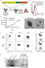 TER-119 Antibody in Flow Cytometry (Flow)