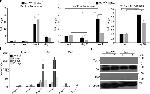 TYRO3 Antibody in Western Blot (WB)