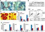 CD265 (RANK) Antibody in Flow Cytometry (Flow)