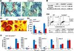 CD265 (RANK) Antibody in Flow Cytometry (Flow)