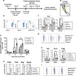 ROR gamma (t) Antibody in Flow Cytometry (Flow)