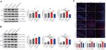 ROR gamma (t) Antibody in Western Blot (WB)