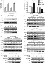 IL-10 Antibody in Neutralization (Neu)