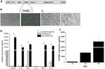 IFN gamma Antibody in ELISA (ELISA)