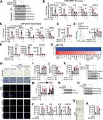 IL-1 alpha Antibody in Flow Cytometry (Flow)