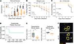 IL-13 Antibody in Neutralization (Neu)