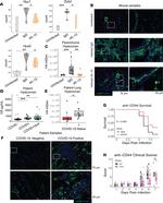 IL-13 Antibody in Neutralization (Neu)