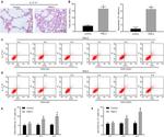 IL-17A Antibody in Flow Cytometry (Flow)