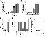 IL-17A Antibody in Neutralization (Neu)