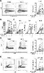 IFN gamma Antibody in Flow Cytometry (Flow)