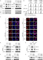 CD284 (TLR4) Antibody in Flow Cytometry (Flow)