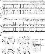 CD4 Antibody in Flow Cytometry (Flow)