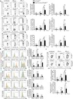 IFN gamma Antibody in Flow Cytometry (Flow)