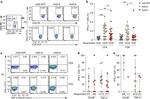 IFN gamma Antibody in Flow Cytometry (Flow)