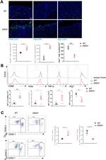 TNF alpha Antibody in Flow Cytometry (Flow)