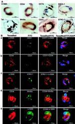 STRO-1 Antibody in Immunohistochemistry (IHC)