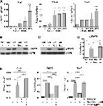 GM-CSF Antibody in Neutralization (Neu)