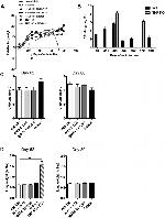 IL-17F Antibody in Neutralization (Neu)