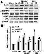 Phospho-ERK1/ERK2 (Thr185, Tyr187) Antibody in Western Blot (WB)