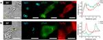 CD282 (TLR2) Antibody in Immunocytochemistry (ICC/IF)