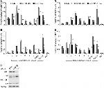 Glucocorticoid Receptor Antibody in ChIP Assay (ChIP)