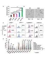 Phospho-STAT3 (Tyr705) Antibody in Flow Cytometry (Flow)