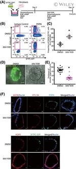 Podoplanin Antibody in Flow Cytometry (Flow)