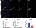 CD4 Antibody in Immunocytochemistry (ICC/IF)