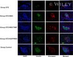 Insulin Antibody in Immunocytochemistry (ICC/IF)