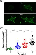 Vinculin Antibody in Immunocytochemistry (ICC/IF)