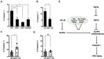 Caspase 1 Antibody in Flow Cytometry (Flow)