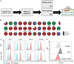 CD369 (Clec7a, Dectin-1) Antibody in Flow Cytometry (Flow)