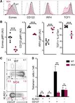 IRF4 Antibody in Flow Cytometry (Flow)