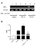 CD284 (TLR4) Antibody in Neutralization (Neu)