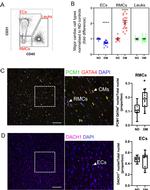 Gata-4 Antibody in Immunocytochemistry (ICC/IF)