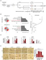 CD235a (Glycophorin A) Antibody in Flow Cytometry (Flow)