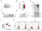 CD235a (Glycophorin A) Antibody in Flow Cytometry (Flow)