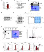 CD235a (Glycophorin A) Antibody in Flow Cytometry (Flow)