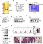 CD235a (Glycophorin A) Antibody in Flow Cytometry (Flow)